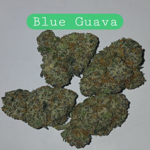 Blue Guava (Sticker)