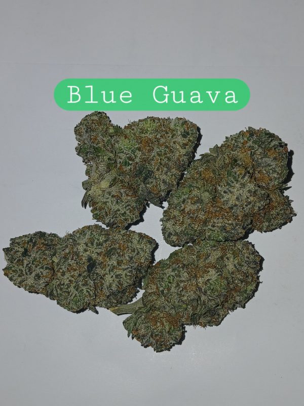 Blue Guava (Sticker)